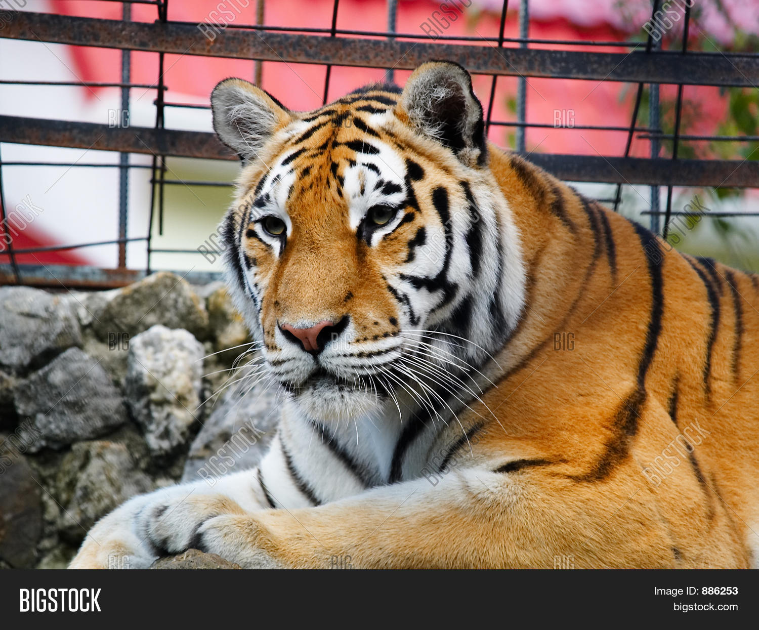 Image Preview