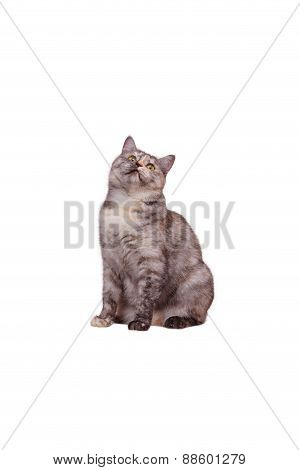 Cat On The White