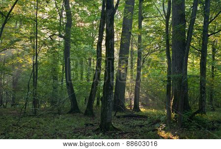 Sunrise Light Entering Old Deciduous Stand