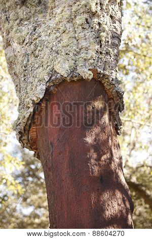 Cork Oak Tree Bark Harvest Detail In Spain