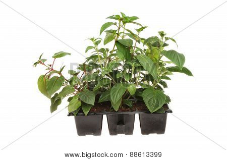 Fuscia Plants