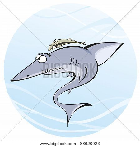 Shark Whith Remora