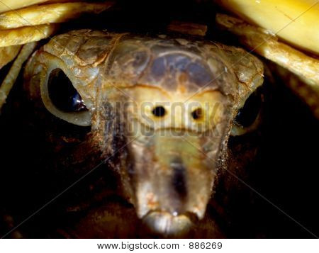 Schildkröte