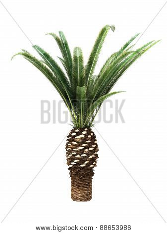 Tropical Plant