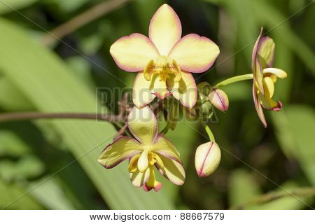 Orchid