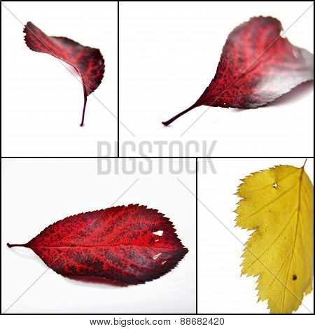 Autumn leaves