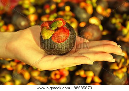 Mangosteen fruit