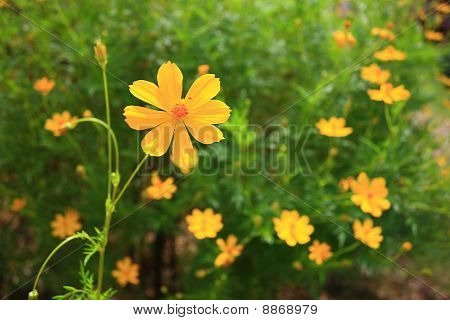 gule blomster i gardent