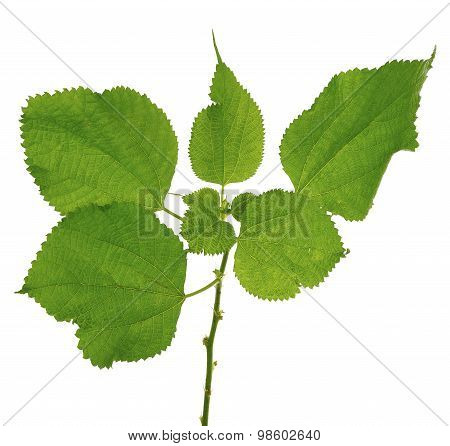 Broussonetia Papyrifera Tree Leaf Isolated On White Background