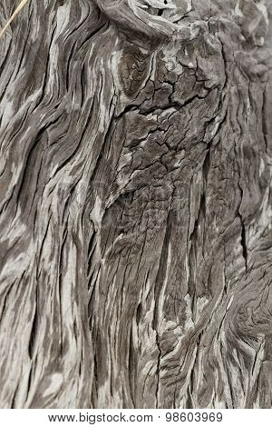Driftwood