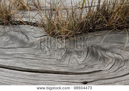 Driftwood
