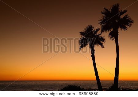 Sunset With Palms.