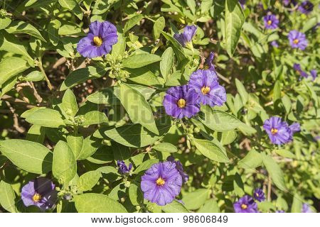 Solanum Rantonnetii Flowers
