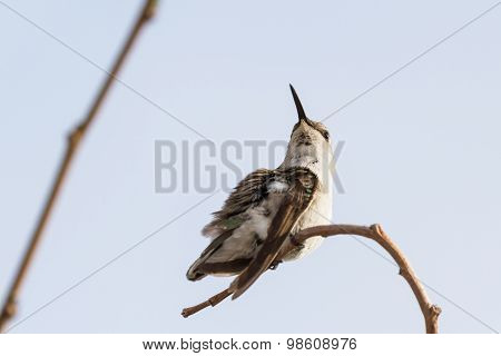Female Black-chinned Hummingbird