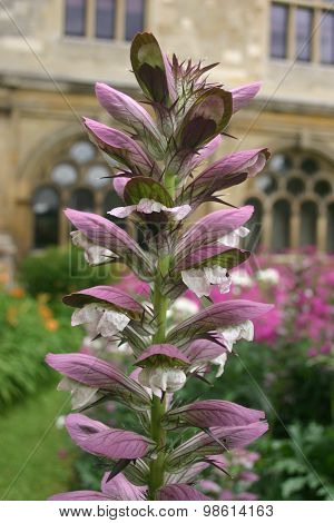 Bears breech flower