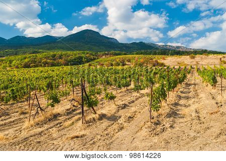 Mountains vineyard and cloudy sky