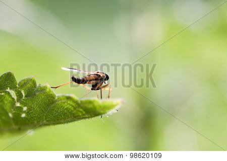 Fly on a green nettle leaf