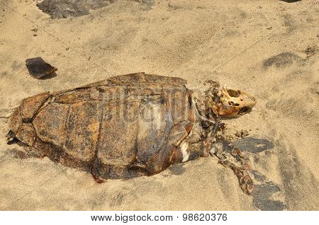 Carcass Of A Turtle