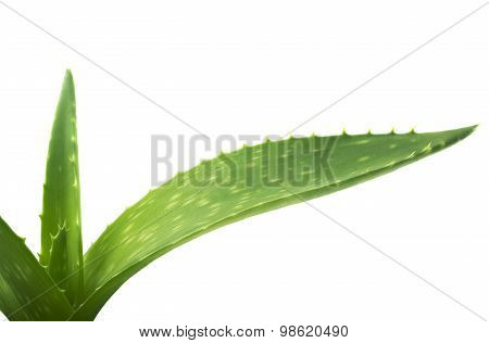 Green leaves of aloe plant close up