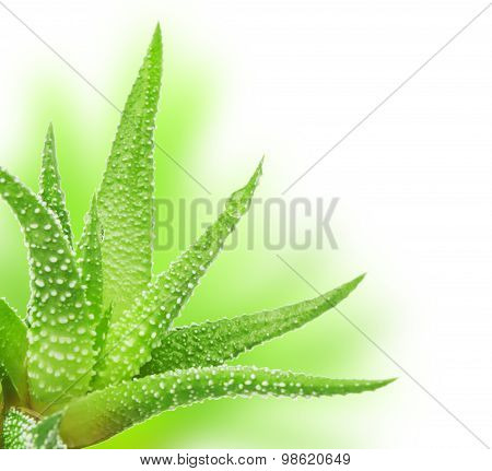 Green leaves of aloe plant close up