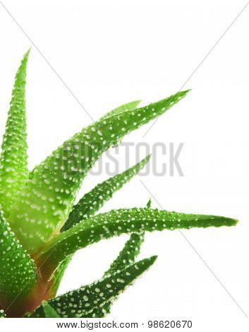 Green leaves of aloe plant close up