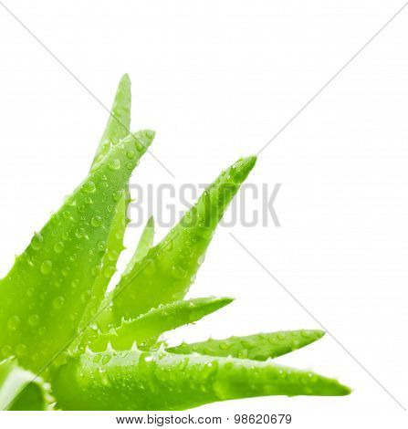 Green leaves of aloe plant close up