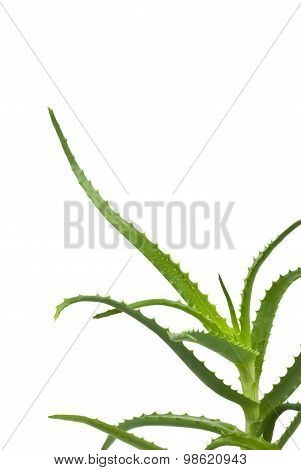 Green leaves of aloe plant