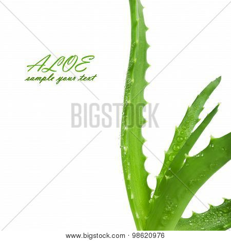 Green leaves of aloe plan with drops of water