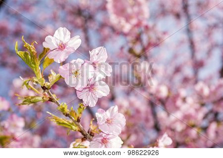 Cherry blossoms
