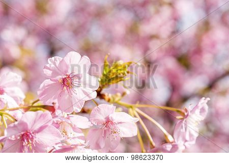 Close up cherry blossoms