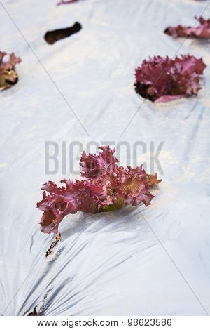 Lettuce Vegetables In Field