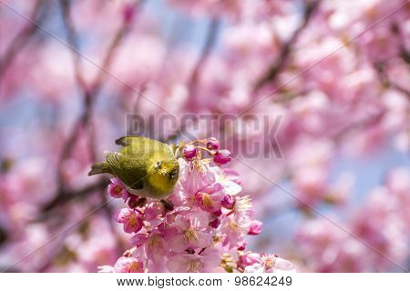Japanese white-eye bird