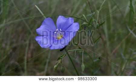 Violet Flower