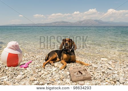 Dogs allowed on beach. A funny looking portrait with a dog wearing sunglasses reading the news.