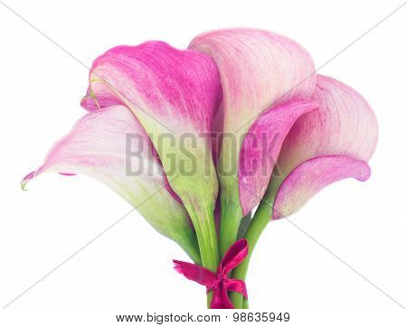 Calla lilly