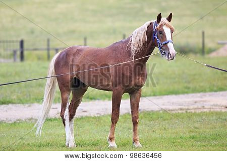 Young chestnut stallion breed Orlov Trotter.