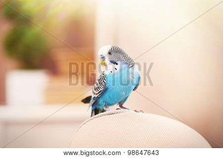 Budgerigar at home on bright background