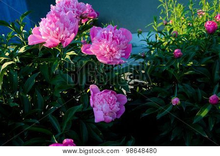 Pink Peony Flowers Blossoming