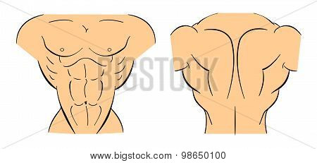 Bodybuilder torso. Color