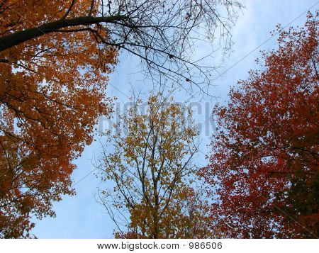 Blauer Himmel und bunte Bäume