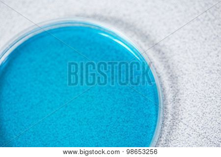 Petri Plate With Microorganisms