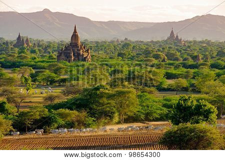 Landscape View Of Ancient Temples With Cows And Fields, Bagan
