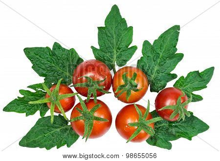 Fresh red tomatoes with leaves on white background
