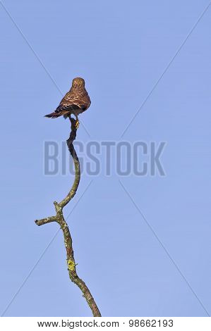 Common Kestrel (falco Tinnunculus) Seen From Behind, Sitting On A Wery Long Branch