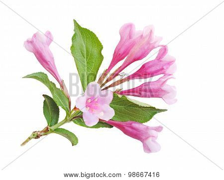 Weigela Blossom