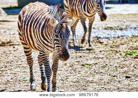 Zebras In Their Natural Habitat.