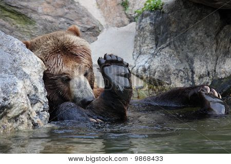 Grizzlybjörn