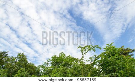 Beautiful Cloud And Sky With Tree  Abstract Background