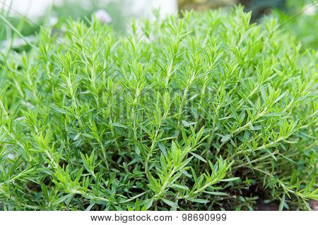 Green Tarragon