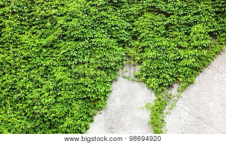 Old Concrete Wall Covered With The Green Ivy